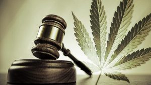 Marijuana law