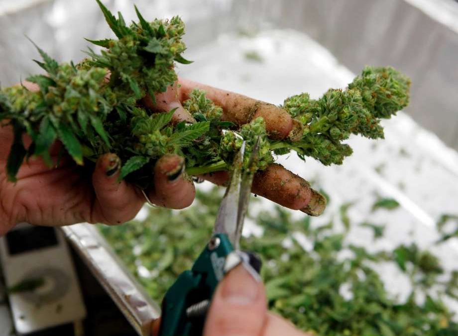California cannabis business permits